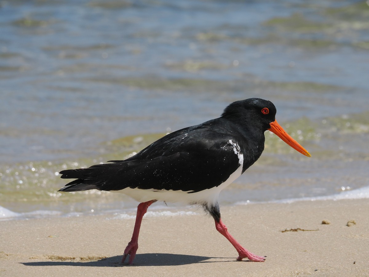 Pied Oystercatcher - ML609738781