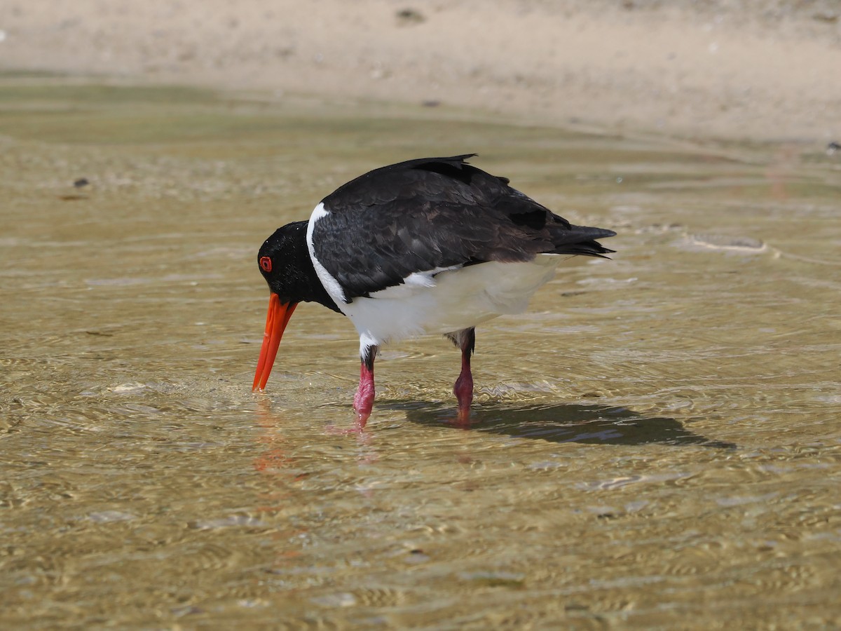 Pied Oystercatcher - ML609738782