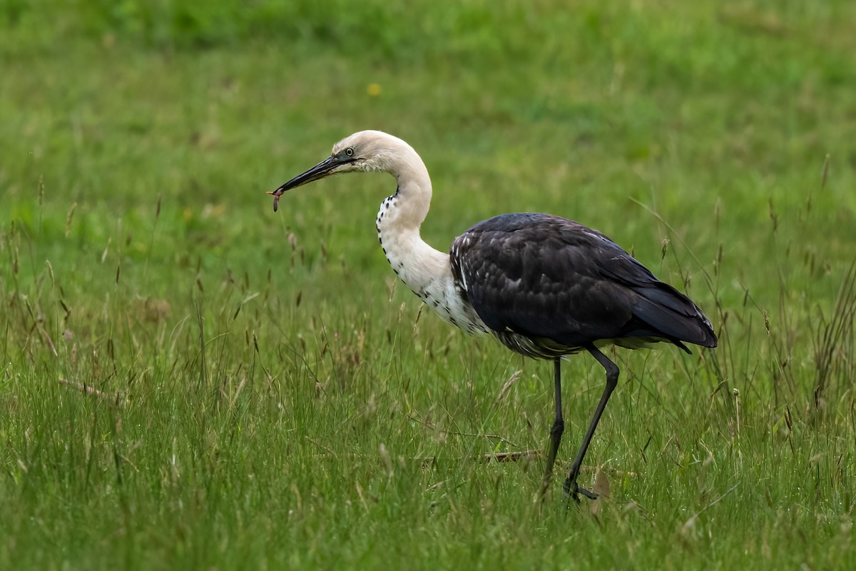 Pacific Heron - ML609738794