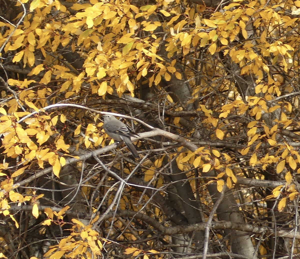 Townsend's Solitaire - ML609739195