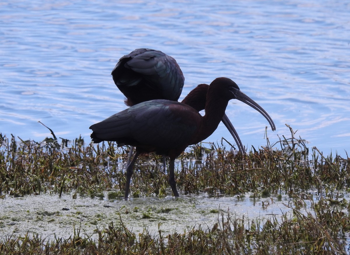 Glossy Ibis - ML609739215