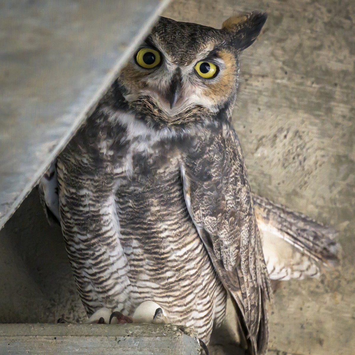 Great Horned Owl - Paul LaFrance