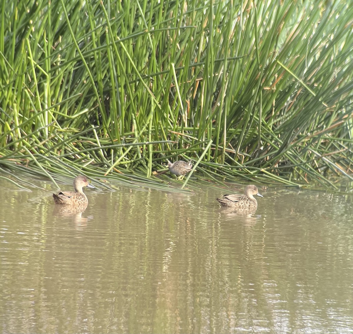 Australian Crake - ML609739425