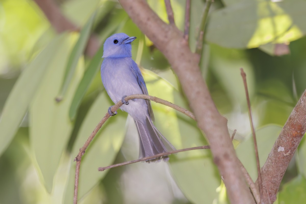 Pale-blue Monarch - ML609739489