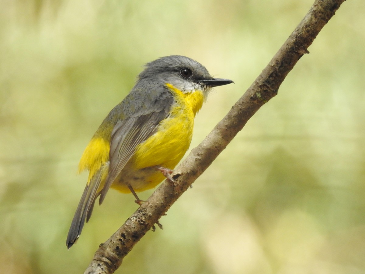 Eastern Yellow Robin - Guy Castley