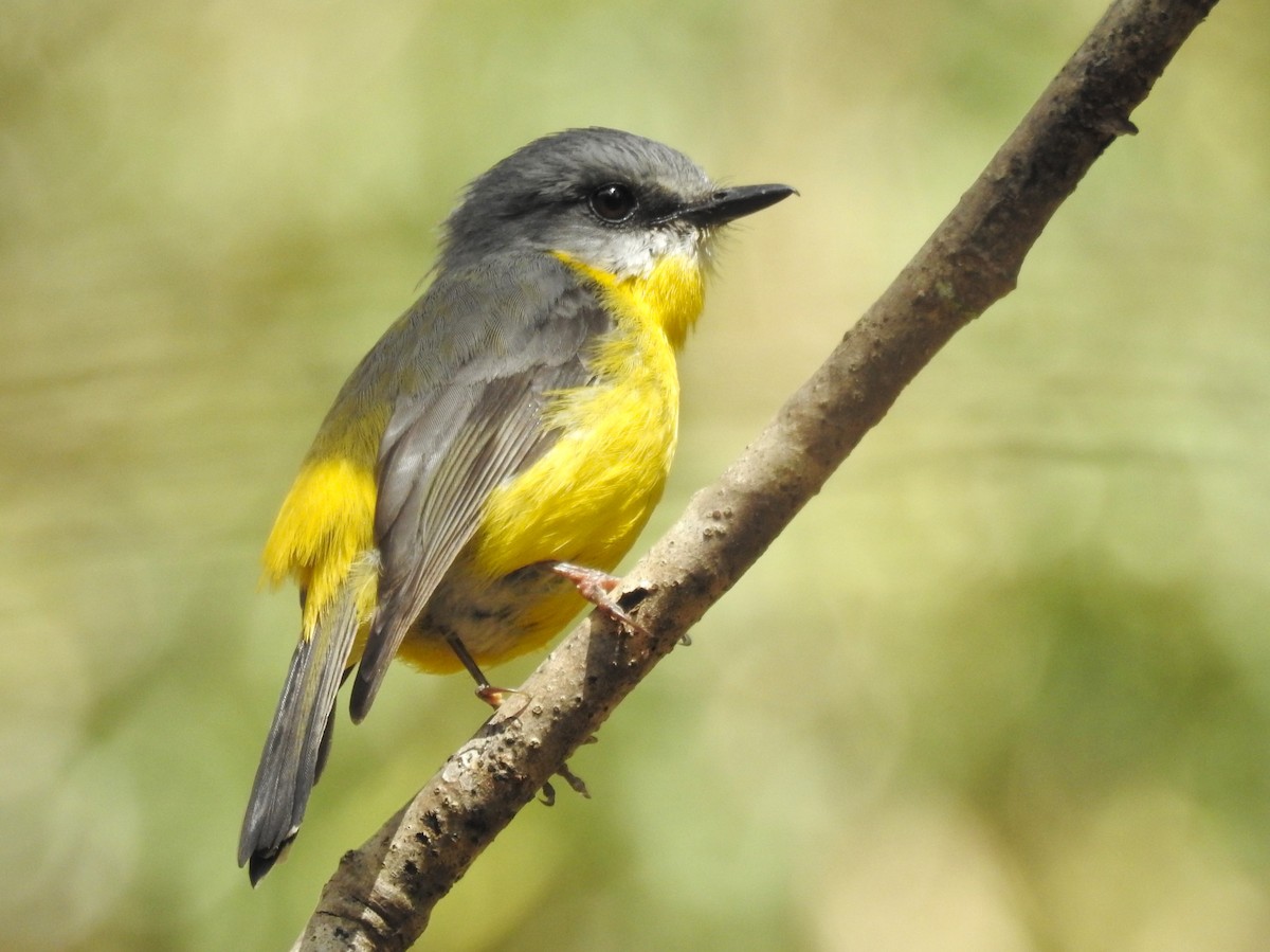 Eastern Yellow Robin - Guy Castley