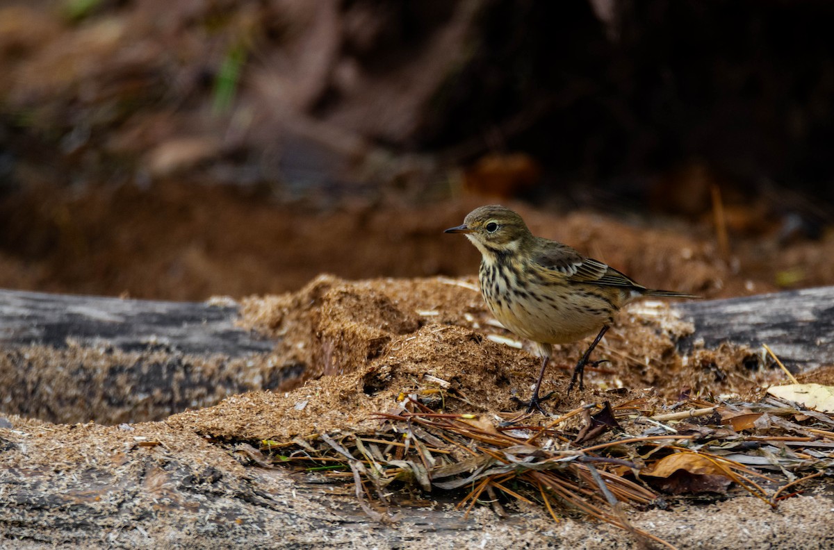 American Pipit - Carrie Thom