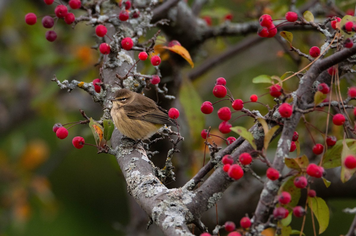 Palm Warbler - Carrie Thom