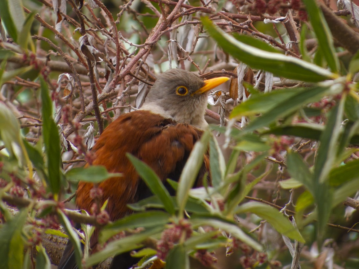 Chestnut Thrush - ML609739653