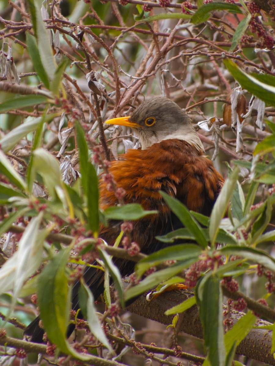 Chestnut Thrush - ML609739654