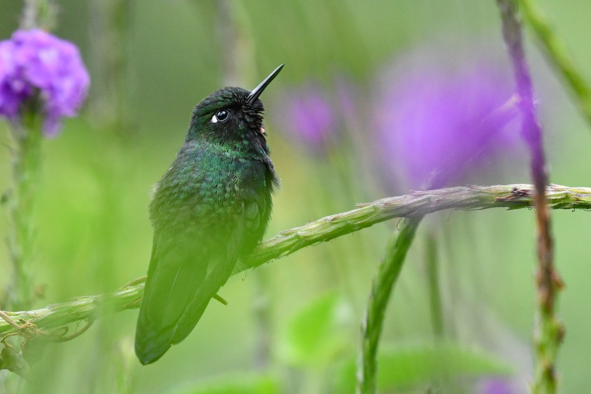 Tourmaline Sunangel - Otto Pfister