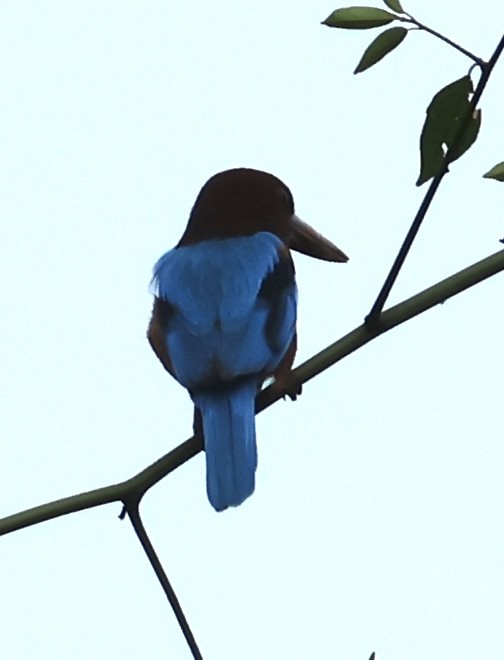 White-throated Kingfisher - ML609739935