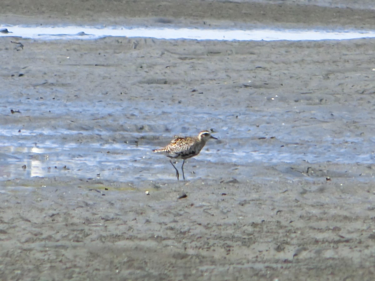 Pacific Golden-Plover - ML609739949