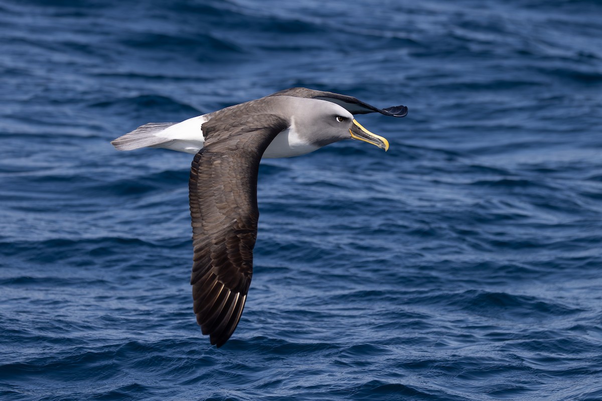 Buller's Albatross - Dave Howes