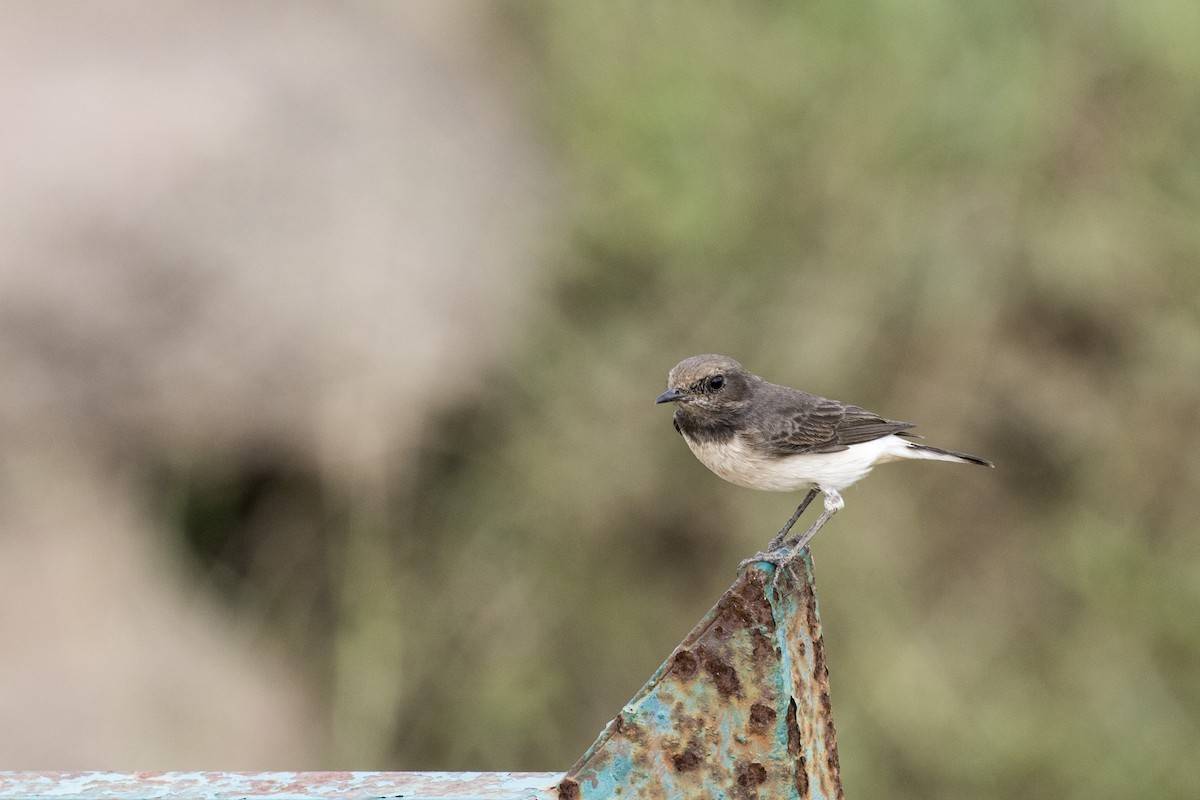 Variable Wheatear - ML609740107