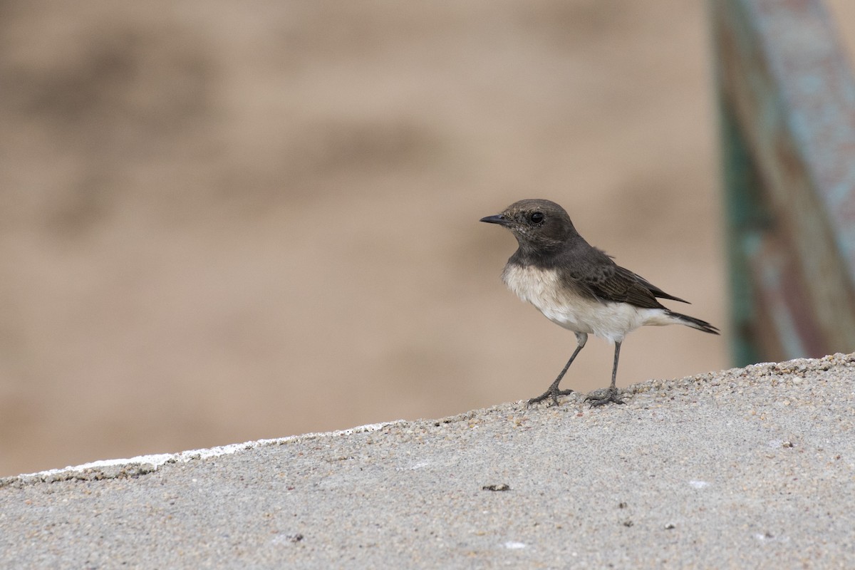 Variable Wheatear - ML609740108