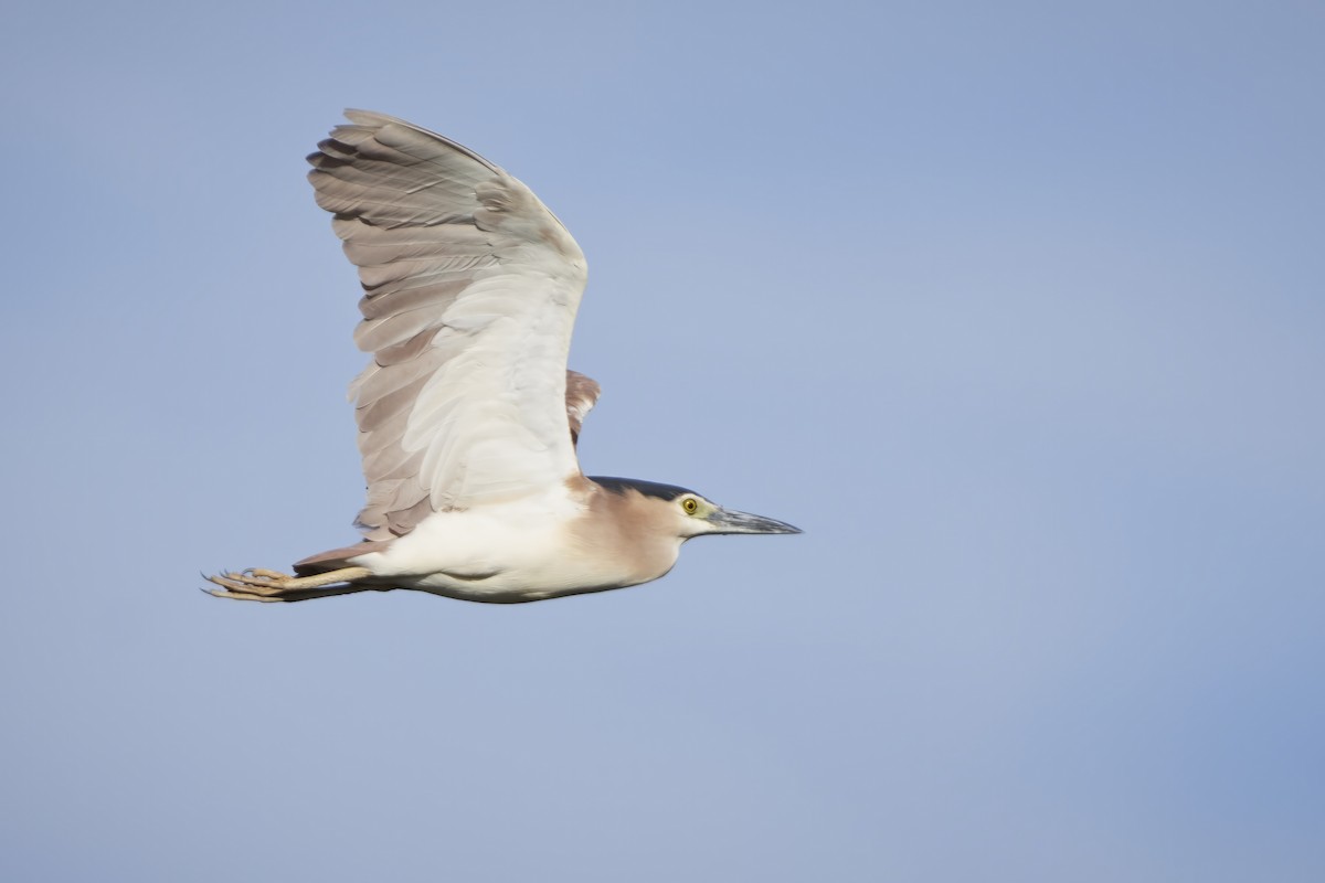 Nankeen Night Heron - Bill O’Brien