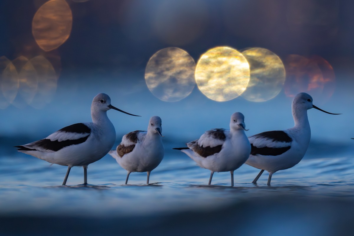 American Avocet - ML609740195