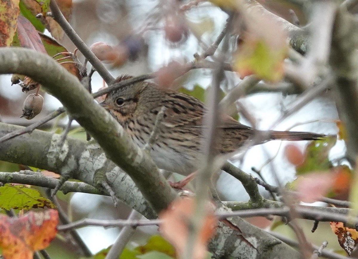 Lincoln's Sparrow - ML609740297