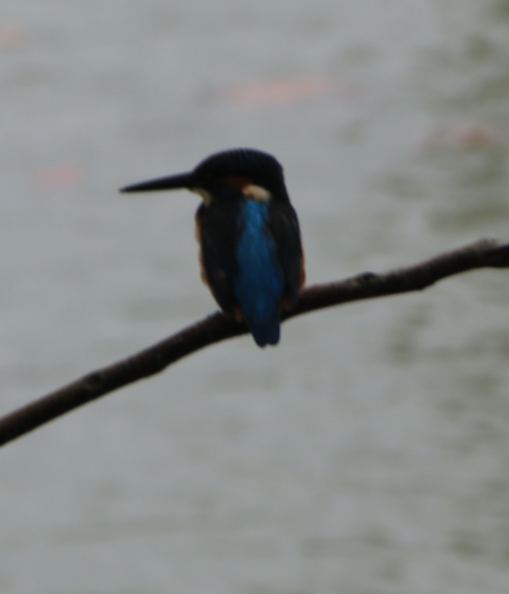 Common Kingfisher - ML609740360