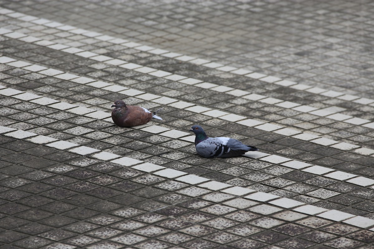 Rock Pigeon (Feral Pigeon) - ML609740363