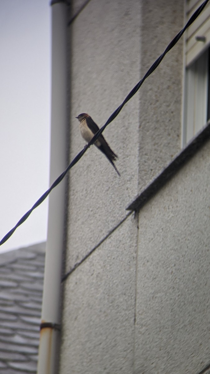 Red-rumped Swallow - ML609740370