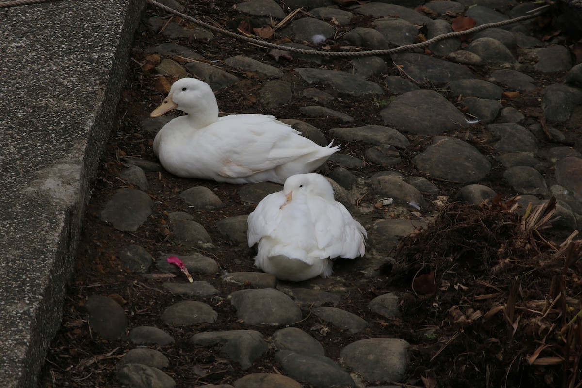 Domestic goose sp. (Domestic type) - Chengheng Hu