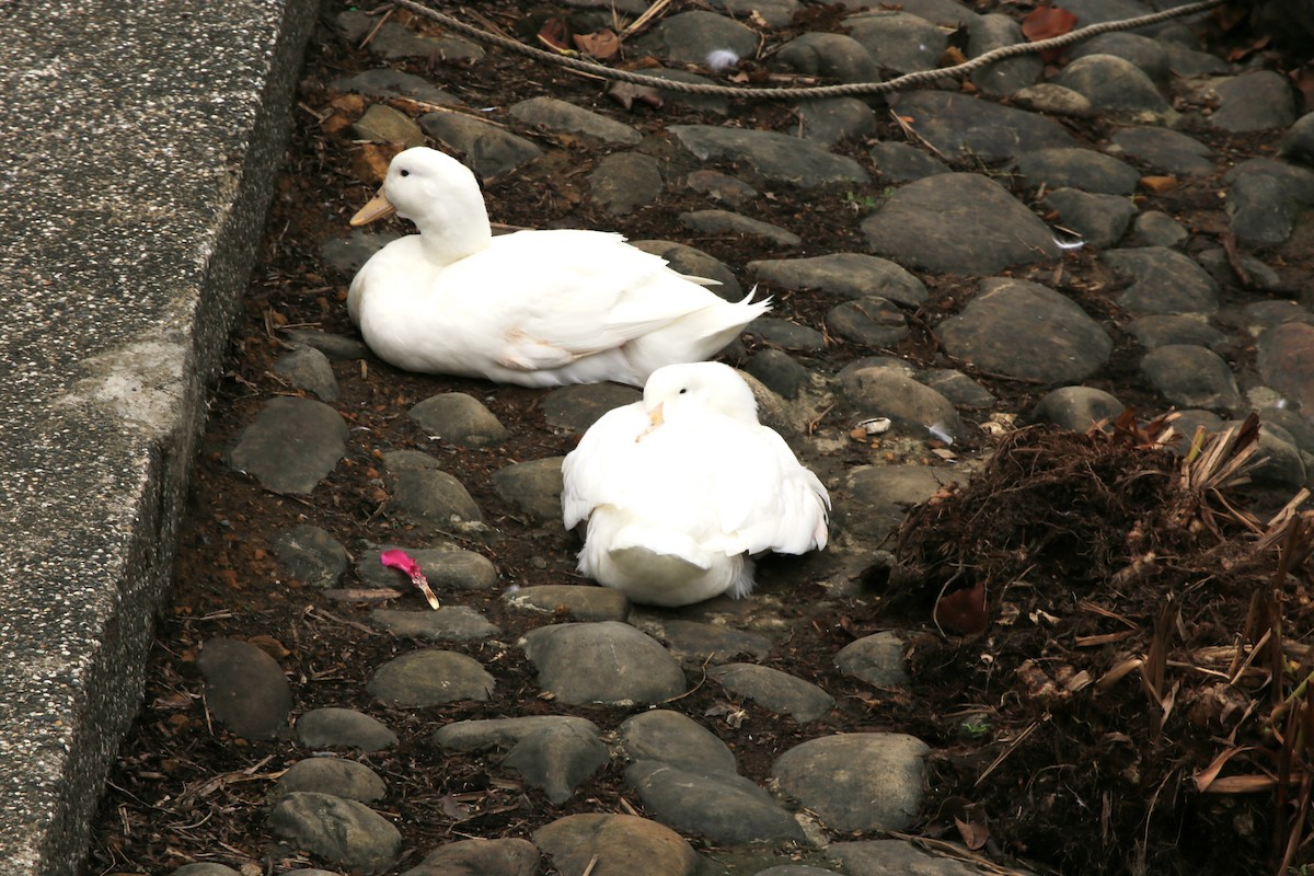 Domestic goose sp. (Domestic type) - ML609740373