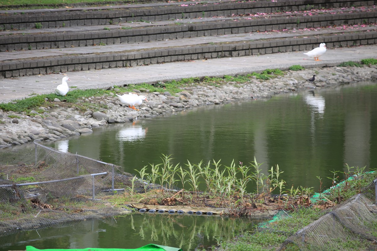 Domestic goose sp. (Domestic type) - Chengheng Hu