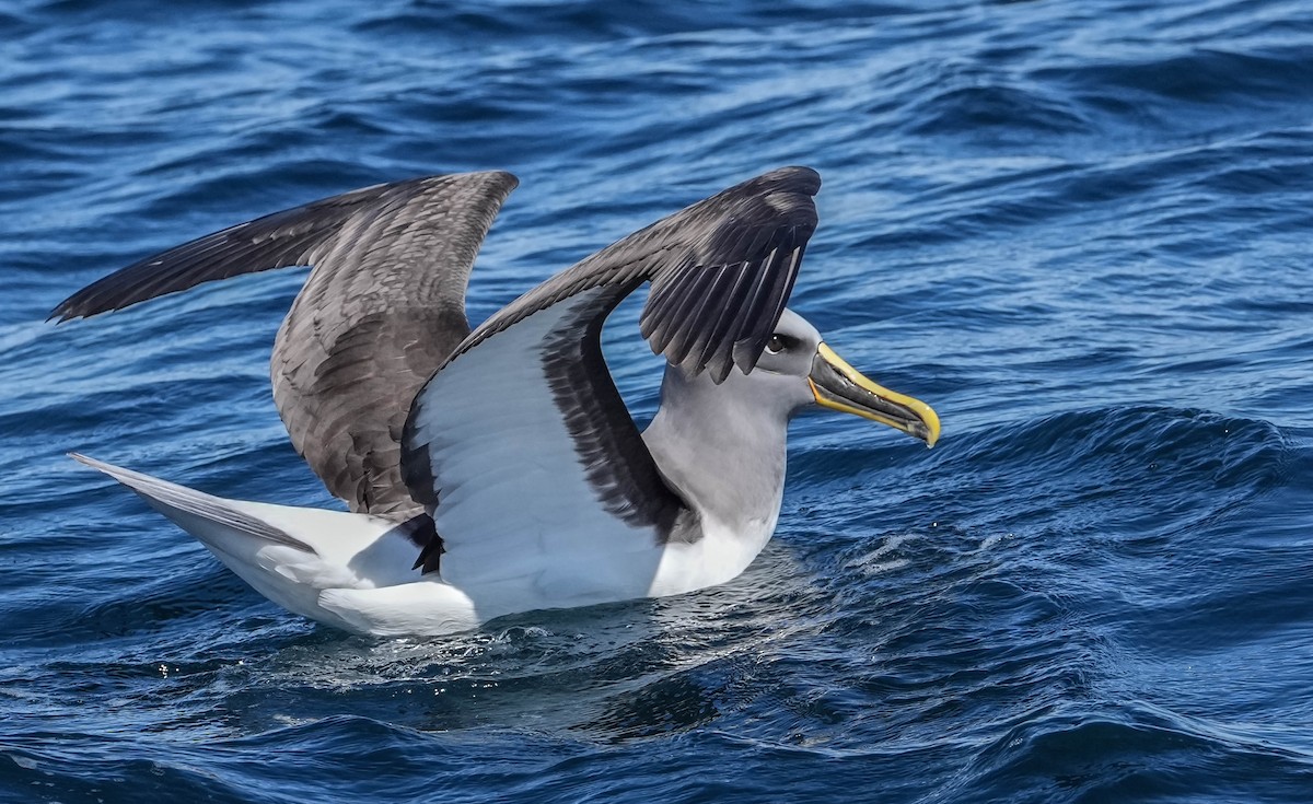 Buller Albatrosu - ML609740444