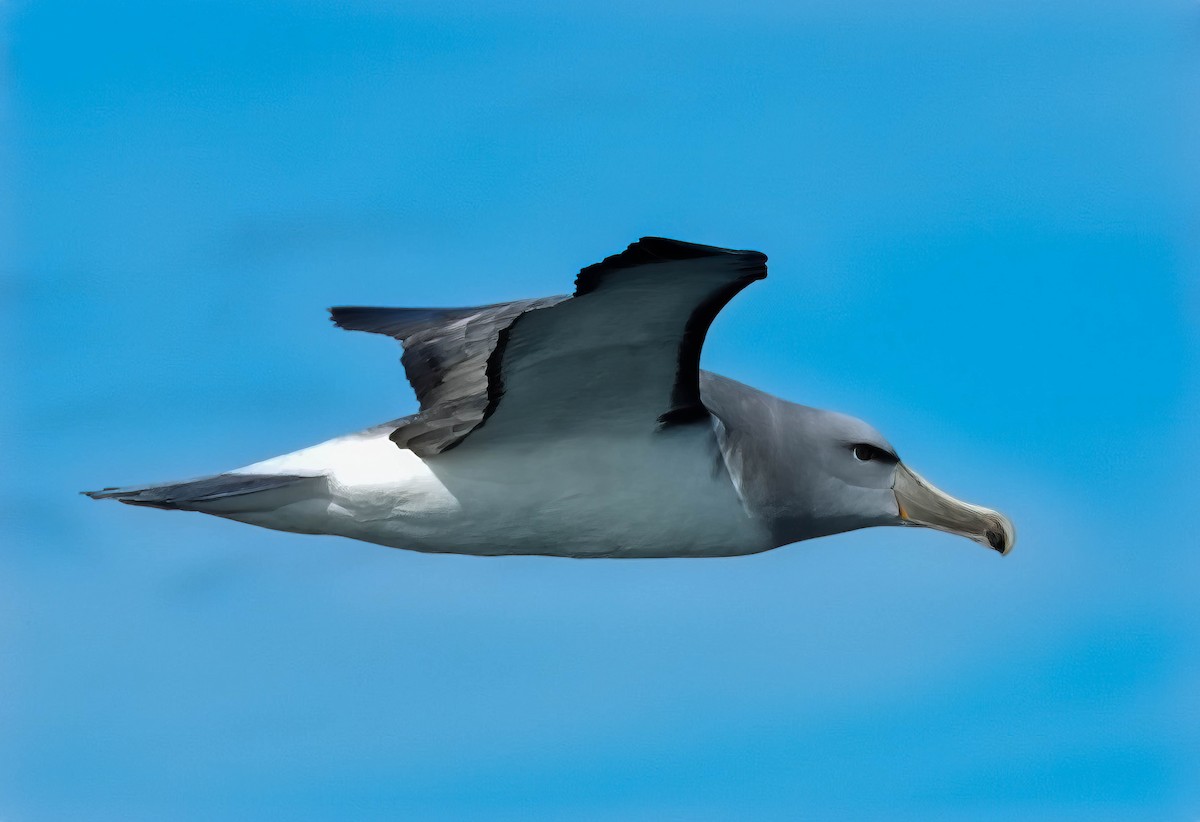Salvin's Albatross - ML609740461