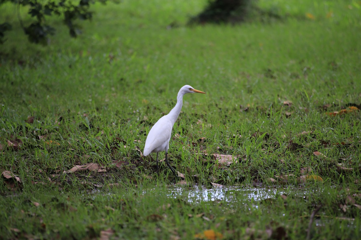 Eastern Cattle Egret - ML609740478