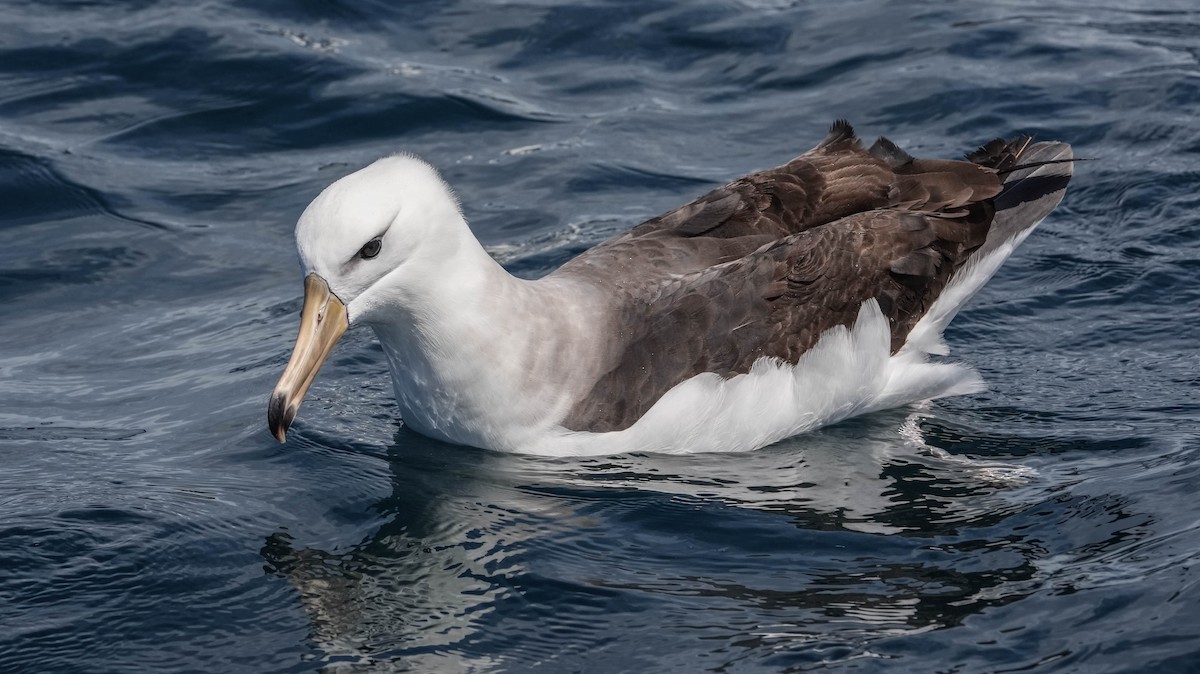 Black-browed Albatross (Black-browed) - ML609740479