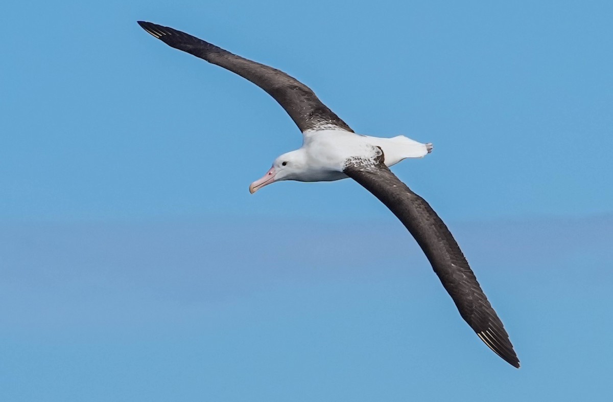 Northern Royal Albatross - ML609740491