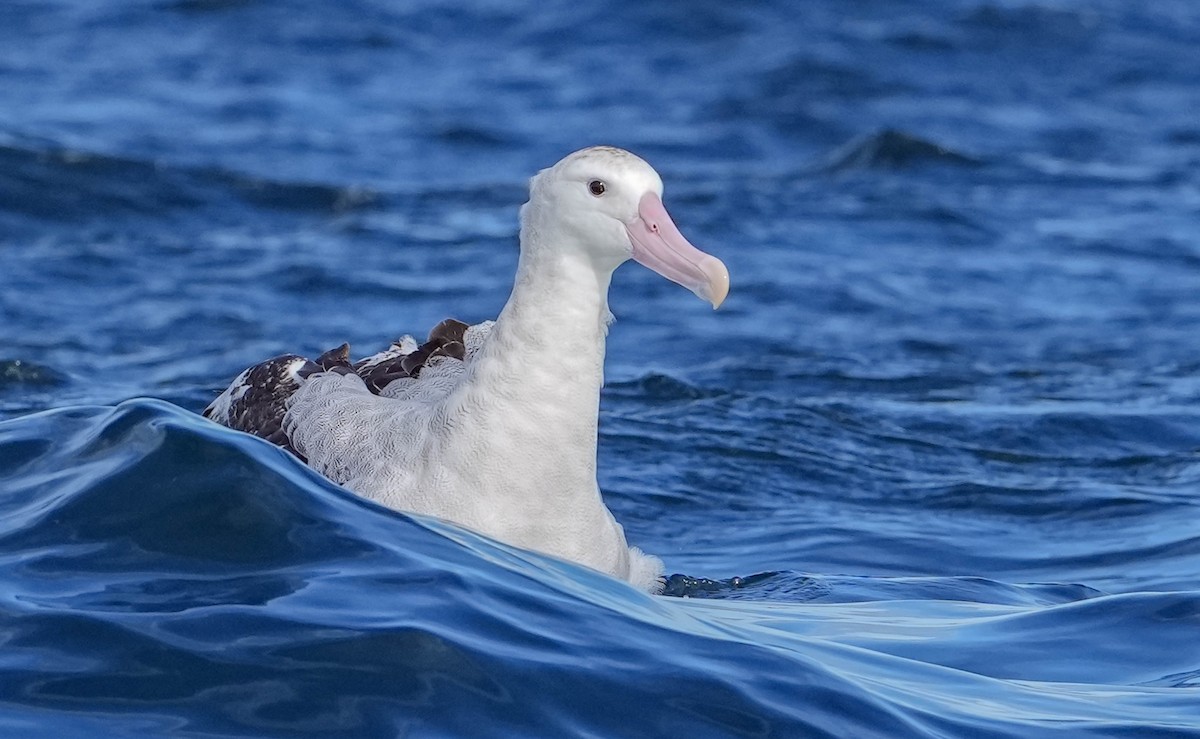 Antipodean Albatross (Gibson's) - ML609740500