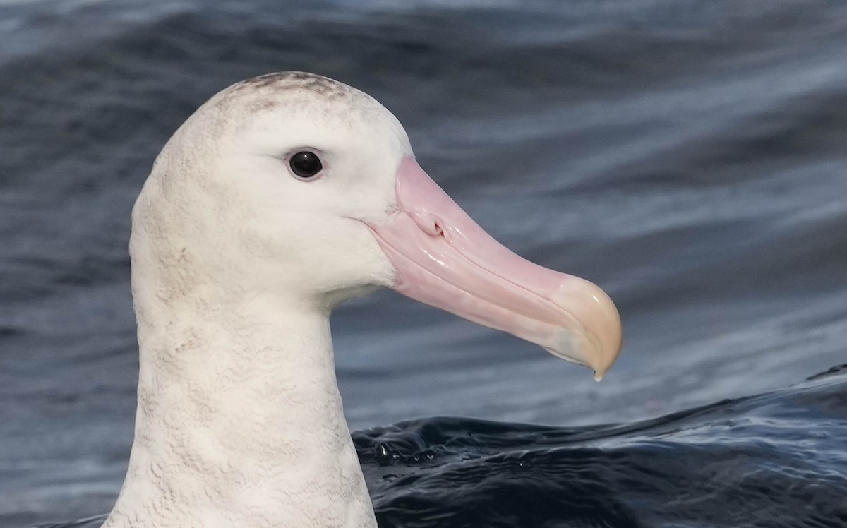 Antipodean Albatross (Gibson's) - ML609740501