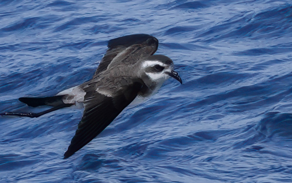 White-faced Storm-Petrel - ML609740505