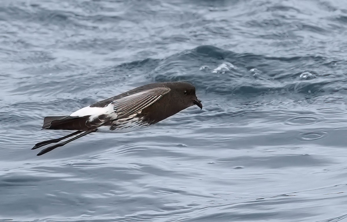New Zealand Storm-Petrel - ML609740509