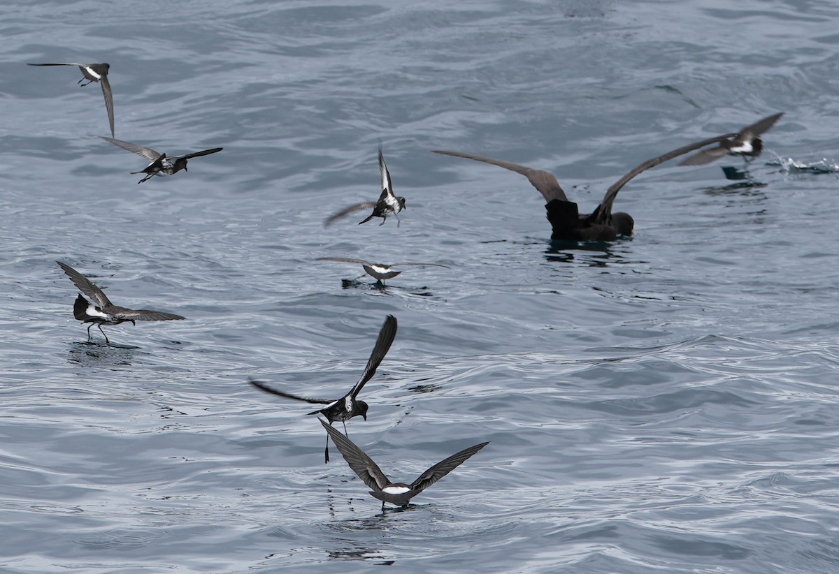 New Zealand Storm-Petrel - ML609740514