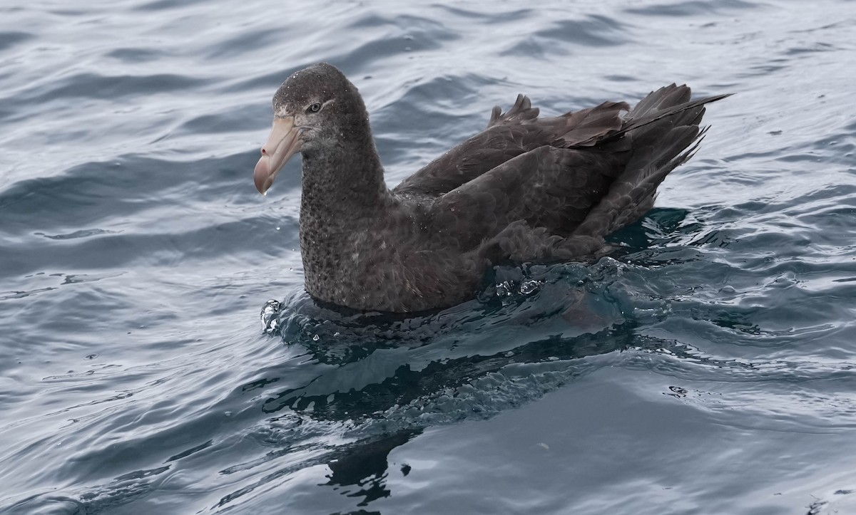 Northern Giant-Petrel - ML609740515