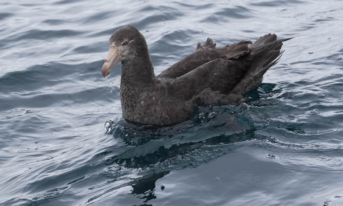 Northern Giant-Petrel - Leslie Feasey