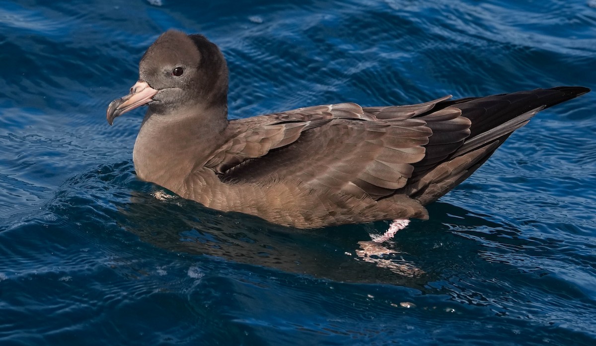 Flesh-footed Shearwater - ML609740529