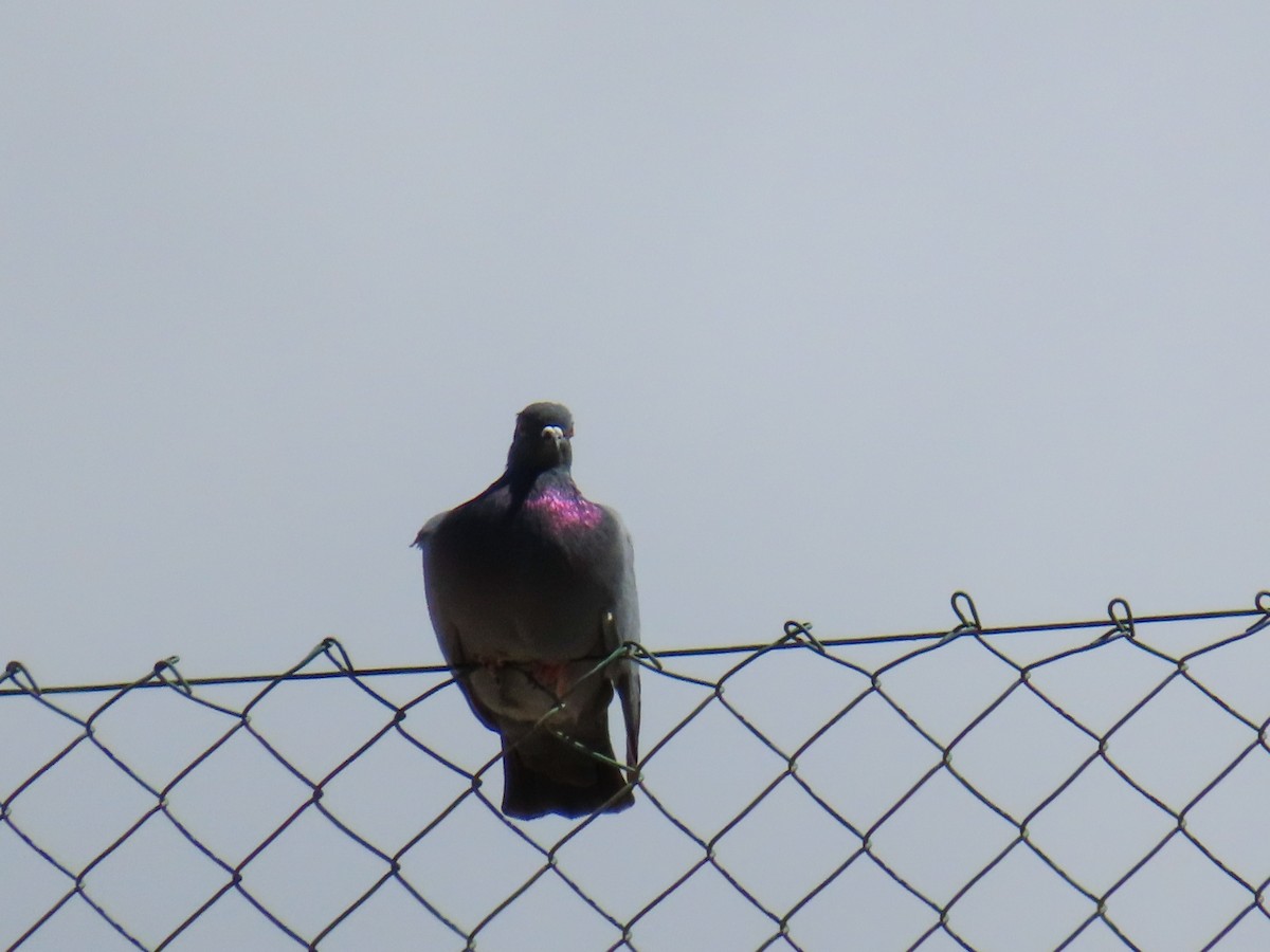 Rock Pigeon (Feral Pigeon) - ML609740531