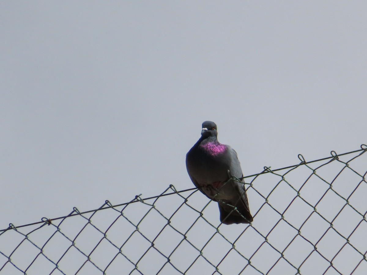 Rock Pigeon (Feral Pigeon) - ML609740532