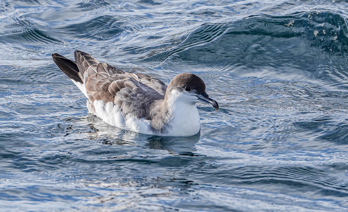Buller's Shearwater - ML609740534
