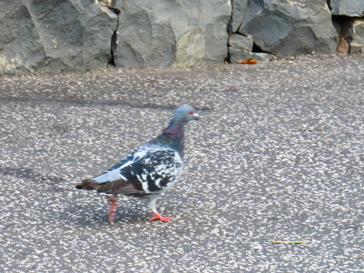 Rock Pigeon - ML609740546