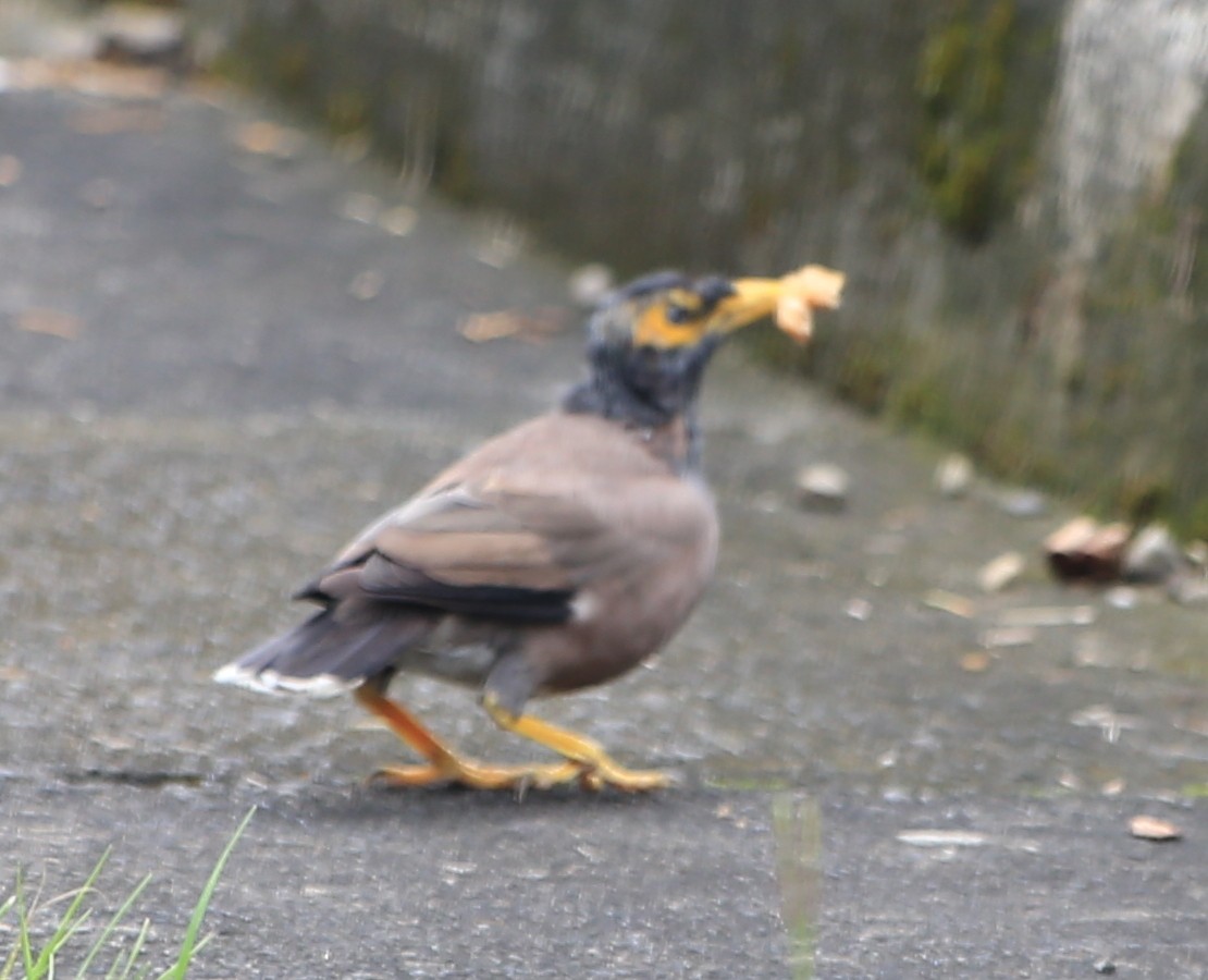 Common Myna - ML609740558