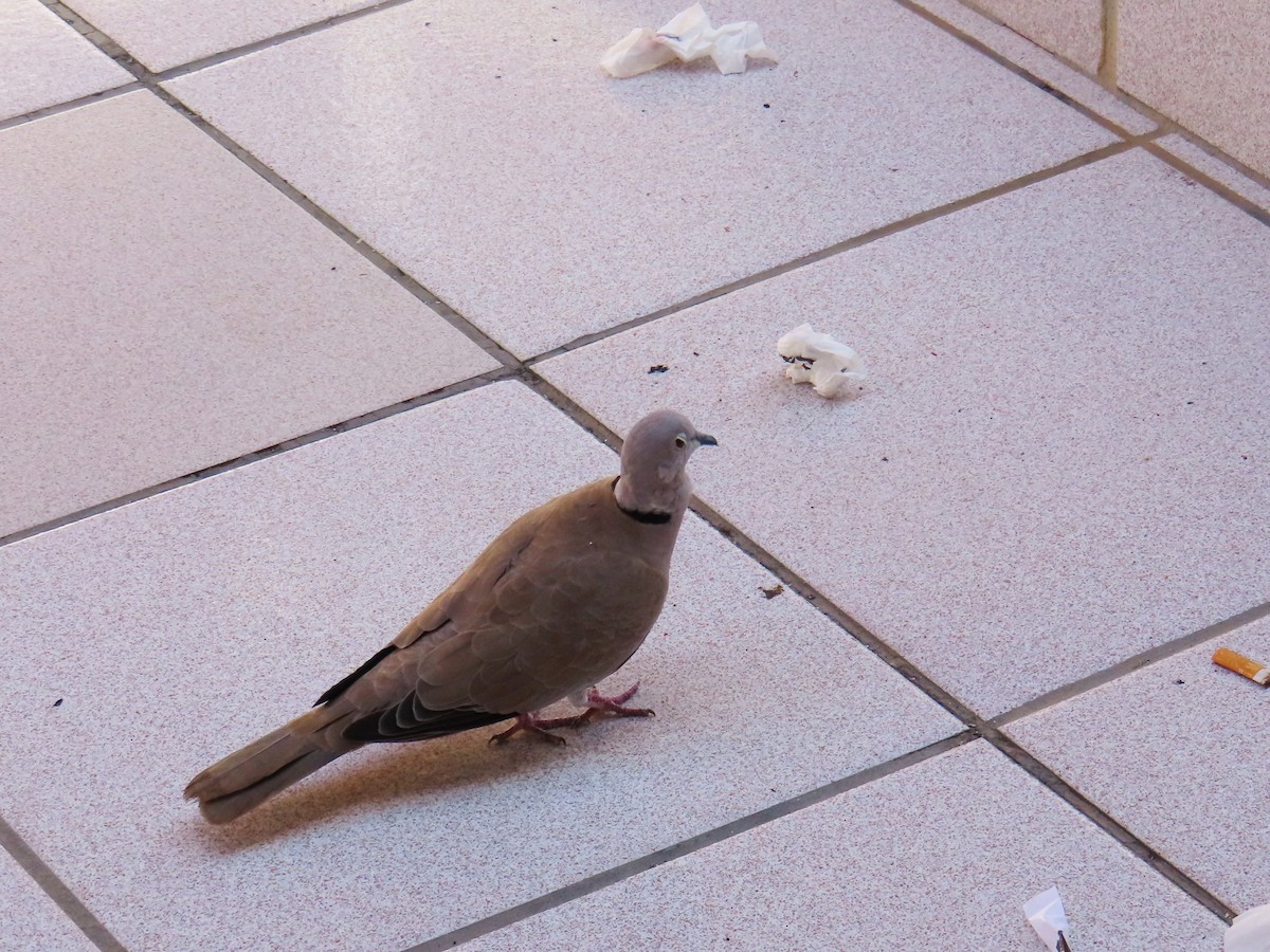 Eurasian Collared-Dove - ML609740647