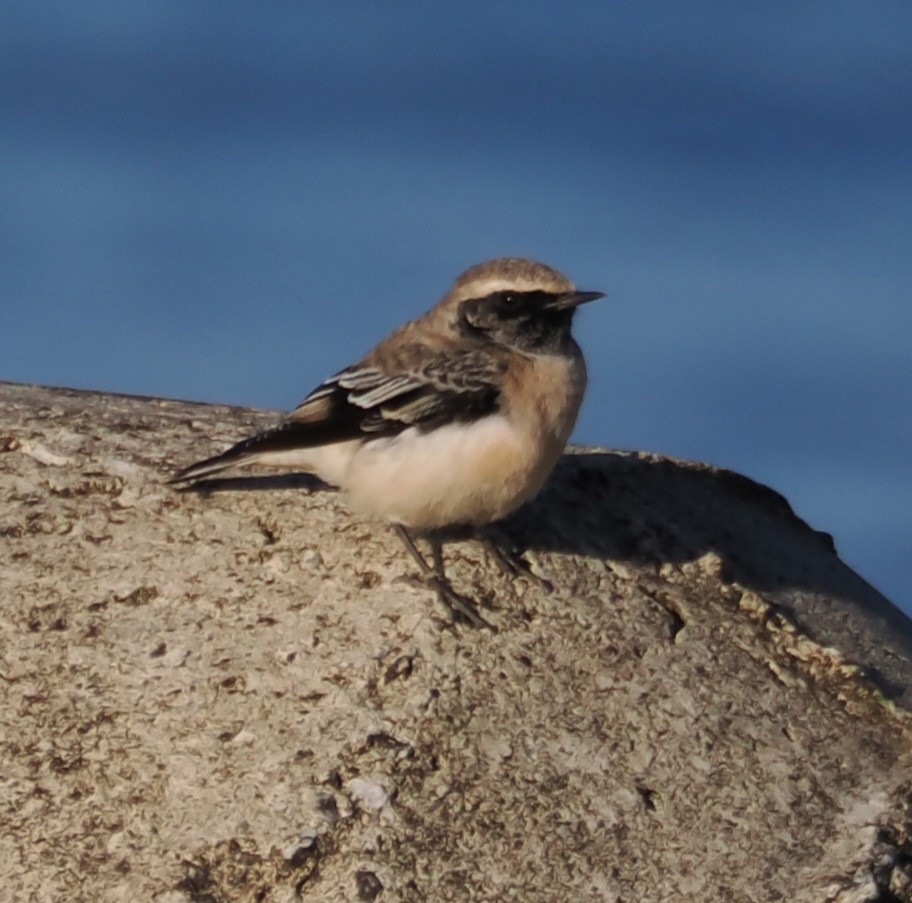 Pied Wheatear - ML609740658