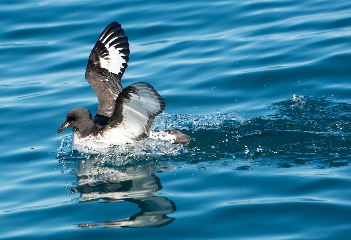 Pintado Petrel - ML609740665